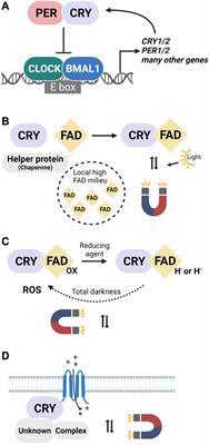 Cryptochromes in mammals: a magnetoreception misconception?